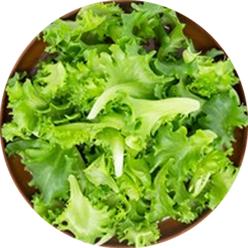 Ensalada de Lechuga